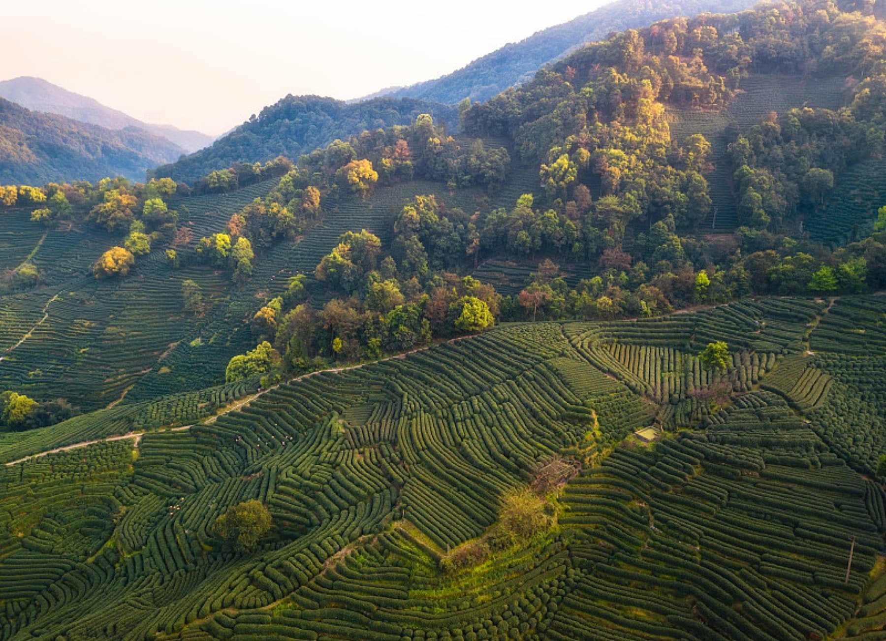 Hangzhou West Lake & Tea Mountain view 3